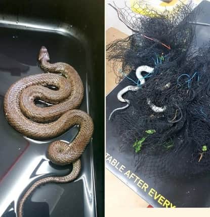 The snake was found tangled in netting at a farm in Hailsham SUS-190718-143639001