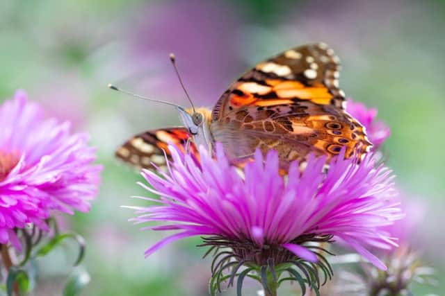 Painted lady (Picture: Jaco Costerus)