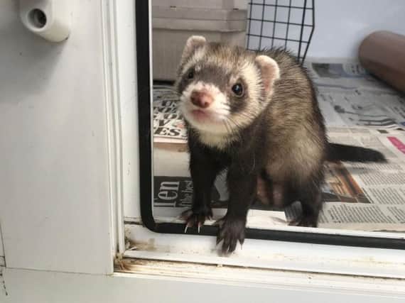 Kings Lodge staff were left shocked on Monday afternoon when a ferret was found strolling around.