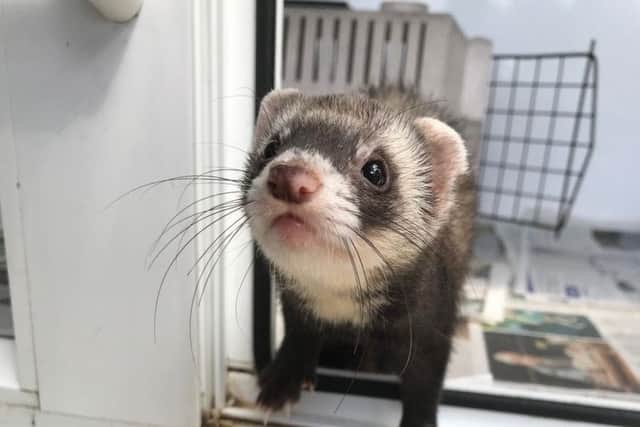 Kings Lodge staff were left shocked on Monday afternoon when a ferret was found strolling around.