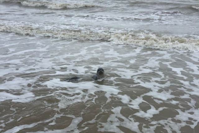 The seal relaxing in the waves
