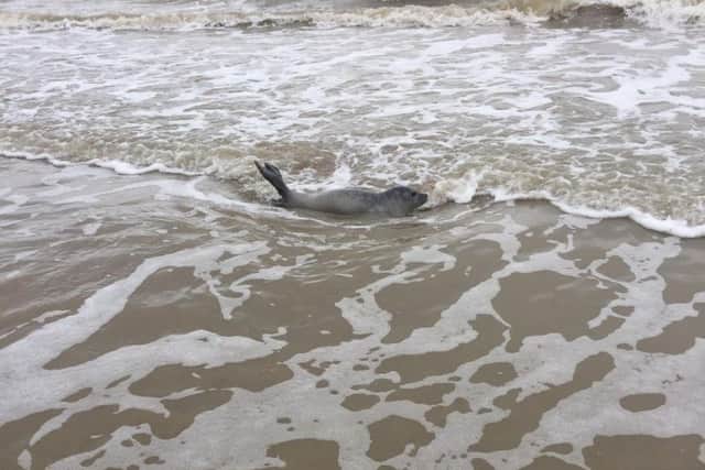 The seal was spotted by Callum Findlater while on a walk