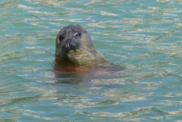 A seal was spotted at Sovereign Harbour with what appears to be plastic hanging out of its mouth SUS-190724-150109001