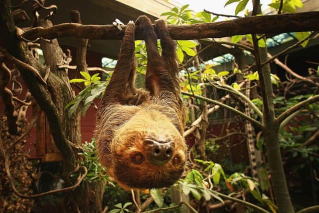 A Two-Toed Sloth at London Zoo. Photo by Peter Macdiarmid/Getty Images SUS-190725-093922001