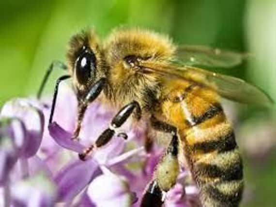 Honey bee ANL-160928-181133001
