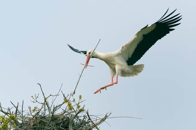 White stork. Photo: Nick Upton SUS-190726-143512001