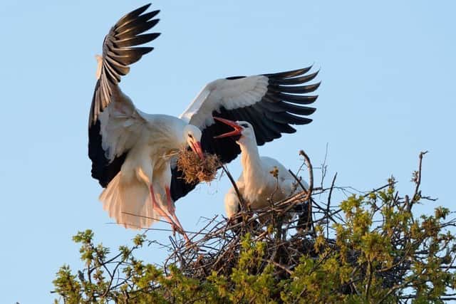 White storks nesting. Photo: Nick Upton SUS-190726-143523001