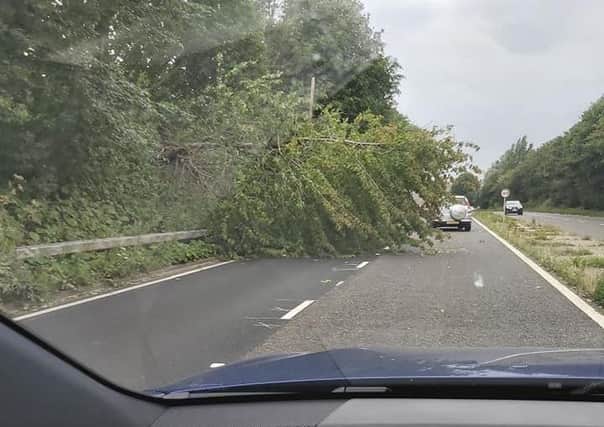 A tree has fallen onto King Offa Way. Picture: Di Jennings