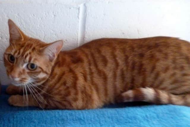 Worthing Cat Welfare Trust Cat of the Week Tilly is looking for a new home