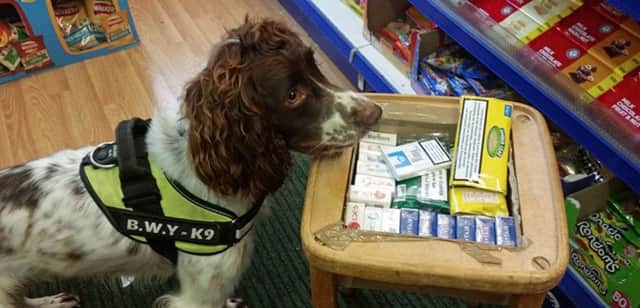 A tobacco detection dog at work SUS-190208-094829001