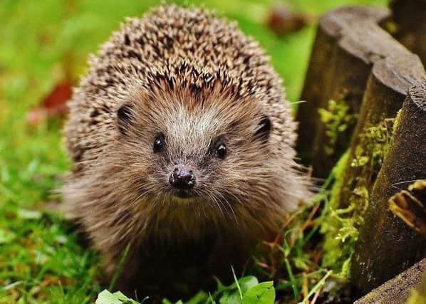 In danger - the humble hedgehog.