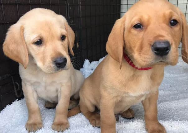 Puppies like Quaver and Quest need foster mums and dads