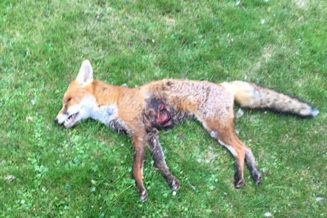 The fox carcass in Ruth Brass's garden SUS-190309-144207001