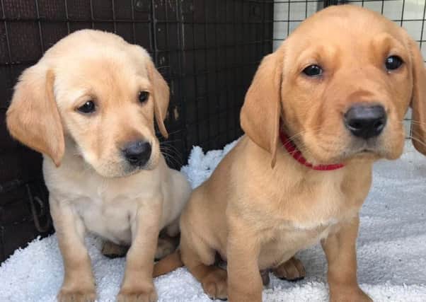 Puppies Quaver and Quest are most likely to blame for the appeal's popularity