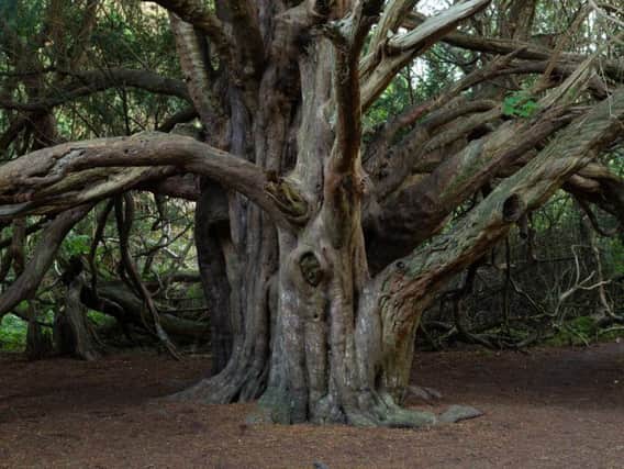 Kingley Vale's Great Yew, thought to be more than 750 years old. Picture via the Woodland Trust