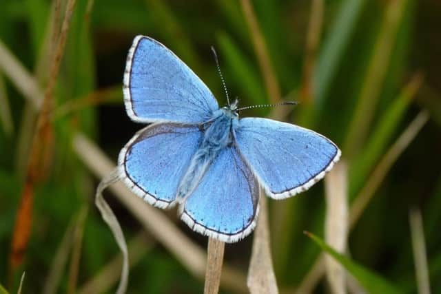Adonis Blue male butterfly, photo by the National Trust