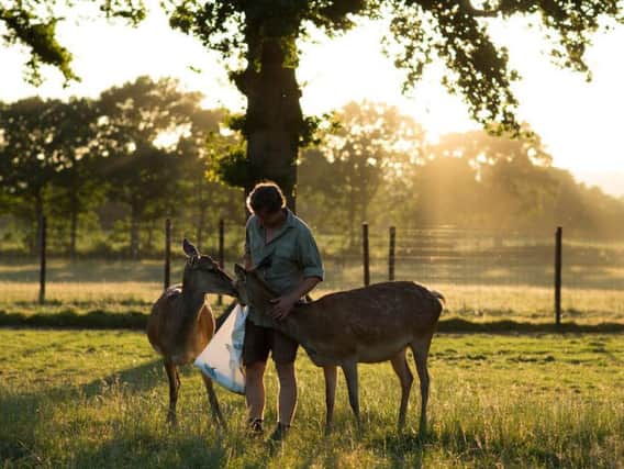 Sky Park Deer Farm manager Dominic Strutt feeds deer