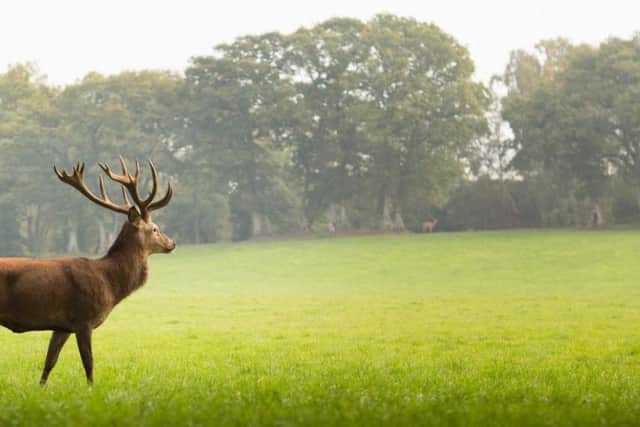 A red deer stag on the farm