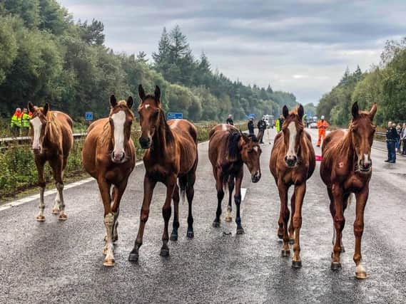 Horses on the loose on the M23 near Crawley have caused major delays. Picture: Sussex Roads Police