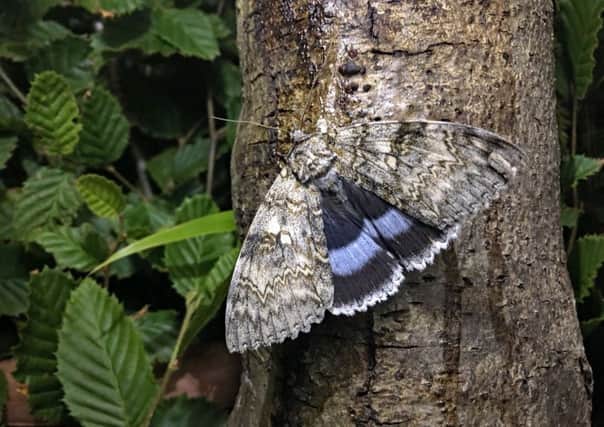Extinct Sussex Moth SUS-190926-090018001