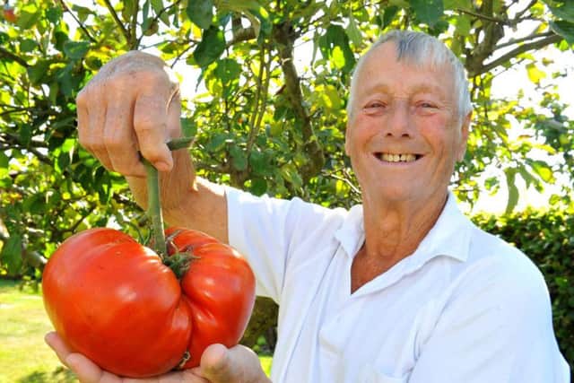 Hassocks resident Terry Hicks with his giant tomato. Photo by Steve Robards