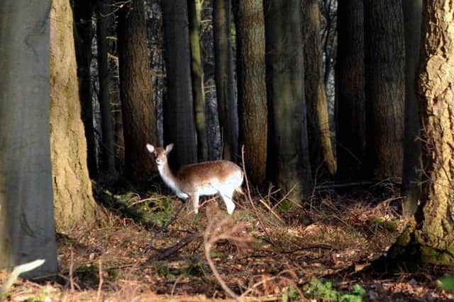 A deer in a West Sussex wood. Picture by Kate Shemilt