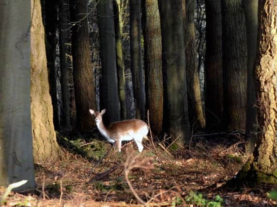 A deer in a West Sussex wood. Picture by Kate Shemilt