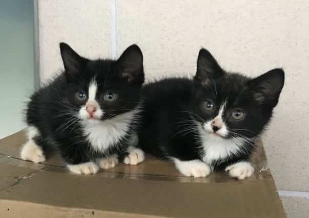 The four-week-old kittens were discovered by a dog walker. Picture: Cats Protection