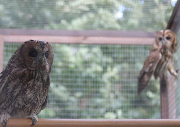 The owls have been named Tinnie and Woodieby Tinwood guests