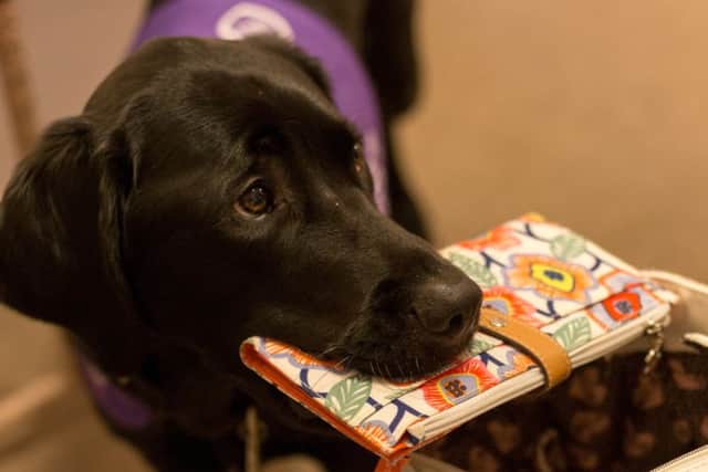 Ethan the labrador-retriever cross hard at work, photo by Sophie Haslam
