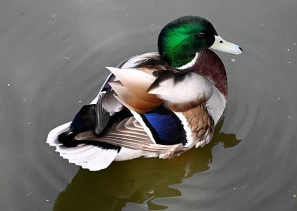 "Often overlooked - the male mallard duck has such beautiful colours after his moult," said Derek A Briggs, who snapped this handsome chap in Hampden Park with a Nikon Z6 mirrorless camera. SUS-191017-101159001