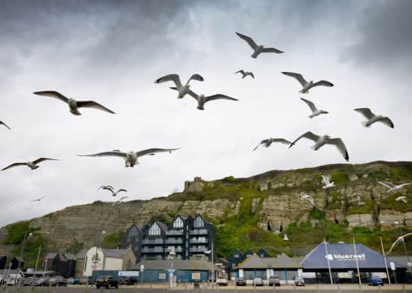 Seagulls in Hastings.
Hastings file photo SUS-181218-121354001