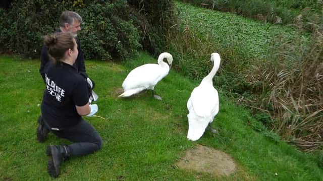 The rescue team released the swans back home