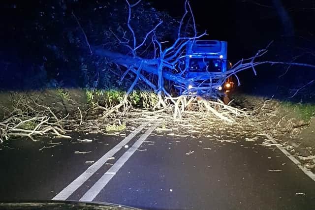 The fallen tree has closed the road. Picture: Hastings Police