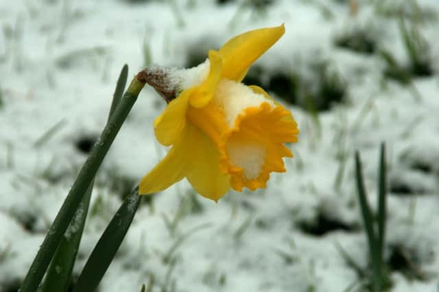 Snow in Eastbourne March 11th 2013 E11045P
Daffodil in Willingdon.