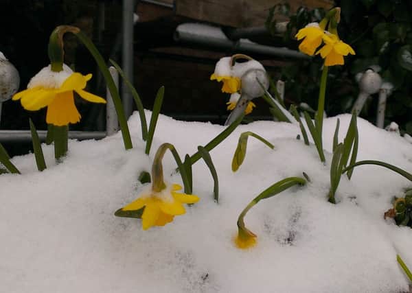 Spring flowers struggling to be seen in the snow