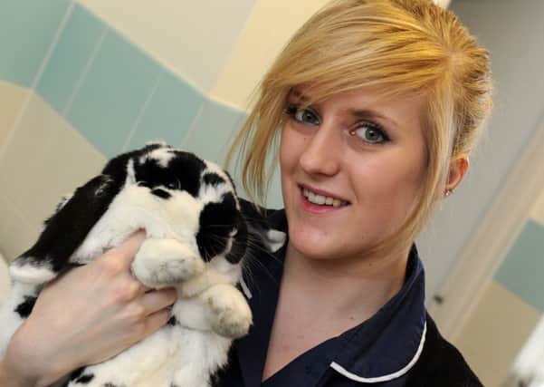JPCT 22-01-13 S13040807X Arthur Lodge Veterinary Practise. Horsham.Caz Awde, trainee nurse with a lop eared rabbit -photo by Steve Cobb
