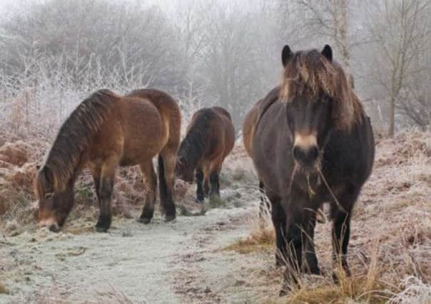 Ponies will graze on the Common later this year