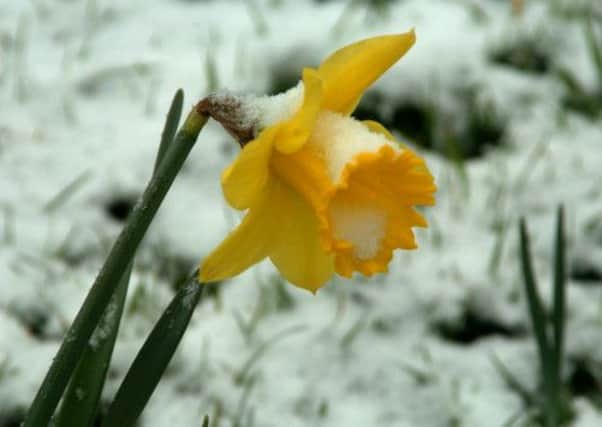 Daffodil in the snow as Spring has seen below average temperatures