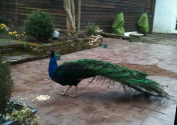 Horsham Peacock