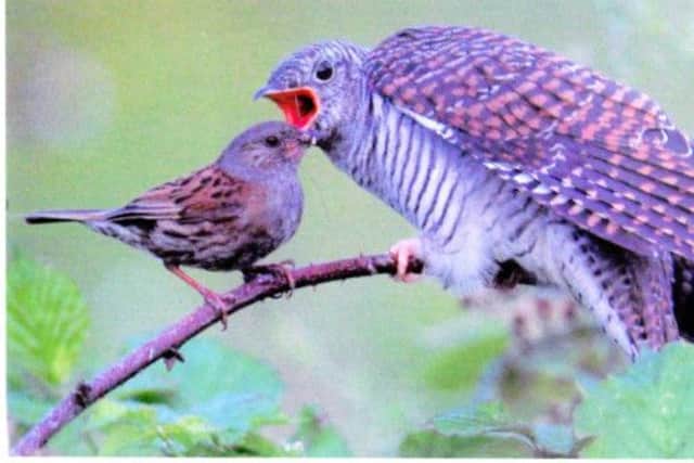 Cuckoo being fed by dunnock (hedge sparrow