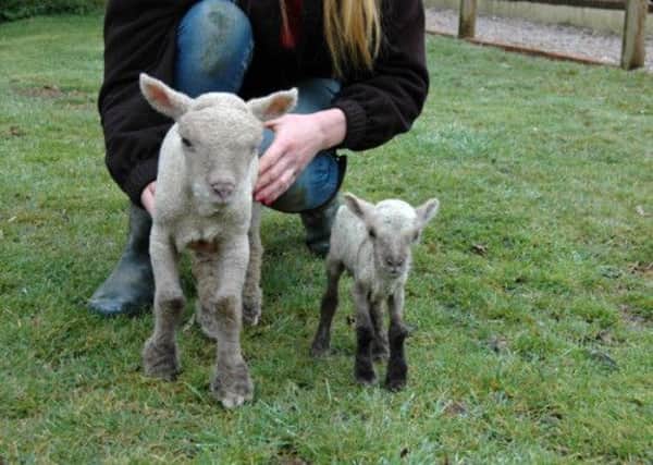 Bobby with another Southdowns lamb, just a few days older than him. Photo from Fishers Farm Park
