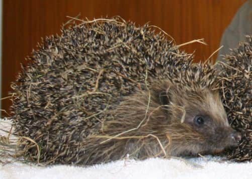 The hedgehogs are set to be released back into the wild. Picture submitted