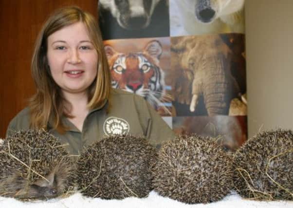 Care for the Wilds Rosalind Johnson with four of the hogs. Picture submitted
