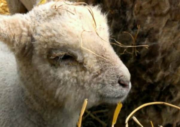 The NFU is warning dog owners to be aware of lambs and other livestock