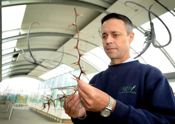 Dr Paul Smith holding an Acacia specimen at Wakehurst. Photo Steve Robards