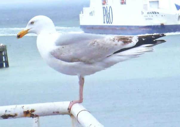 Nature trails - Herring gull on cross-Channel ferry