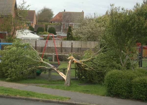 A tree in Trinity Way, Littlehampton, damaged in high winds