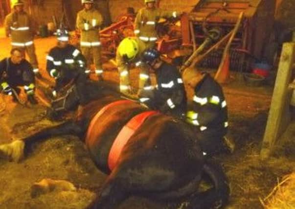 Shire mare, "Delilah", helped by specialist animal rescue unit from the Crowborough Fire & Rescue Service.