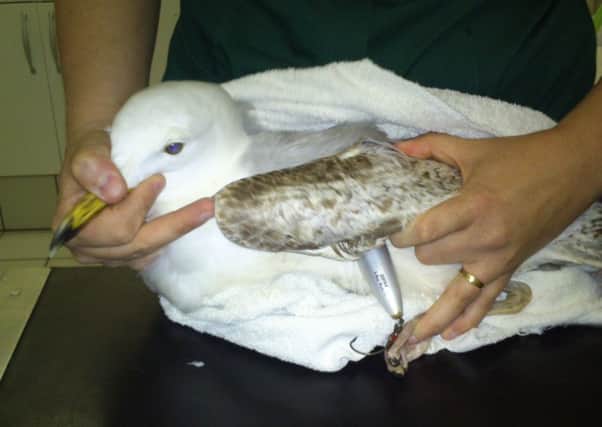 The stricken gull that needed treatment